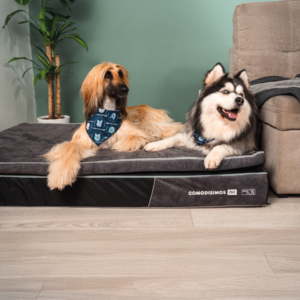 RelSM DOG 166cm リズム Cozy Coils Orthopedic Pet Bed with Springs – Comodisimos US