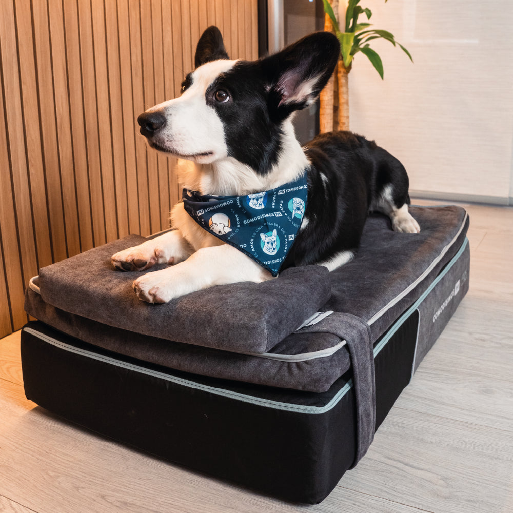 RelSM DOG 166cm リズム Cozy Coils Orthopedic Pet Bed with Springs – Comodisimos US