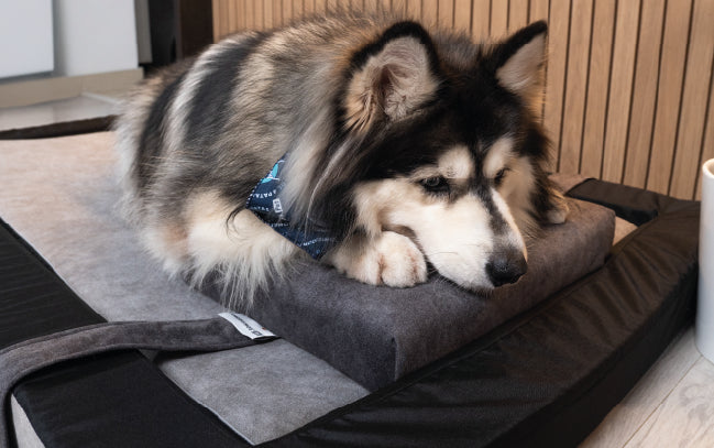 Cozy Nap Pillow