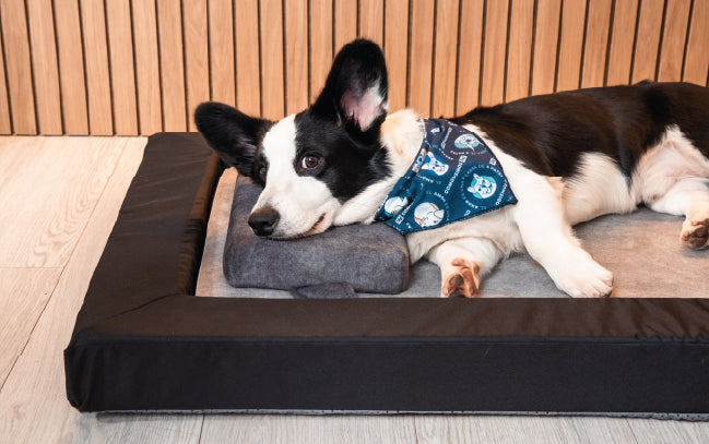Cozy Nap Pillow