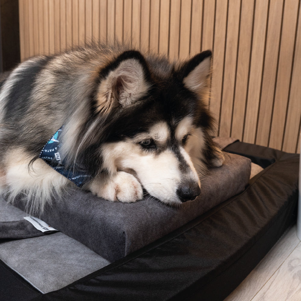 Cozy Nap Pillow